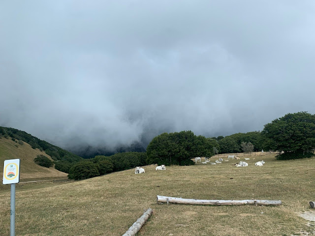 Milleduecento volte sul Monte: il Brevetto del San Vicino FZuQqgBYtdU9BJG6hlf FgxDwfVtfZdgKOWXkalQc8o 2048x1536 1