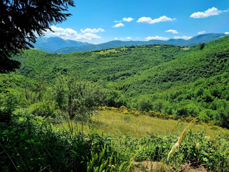 mevale mare verde